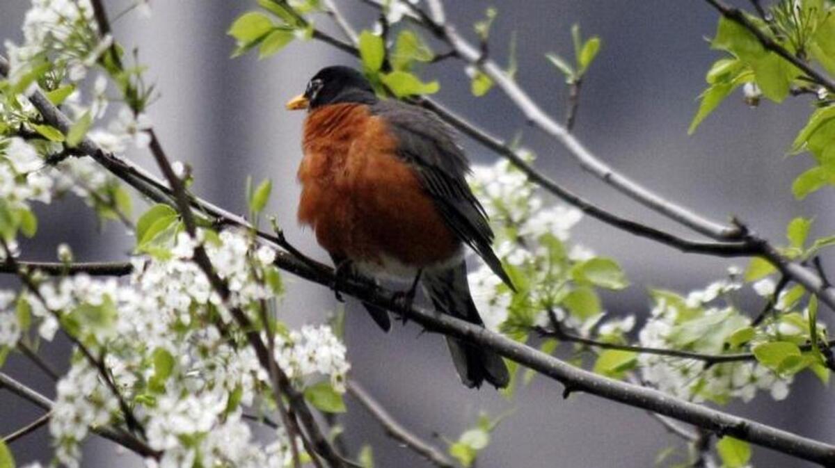 A robin perches in a blossoming tree with clouds and rain dominating the early spring weather