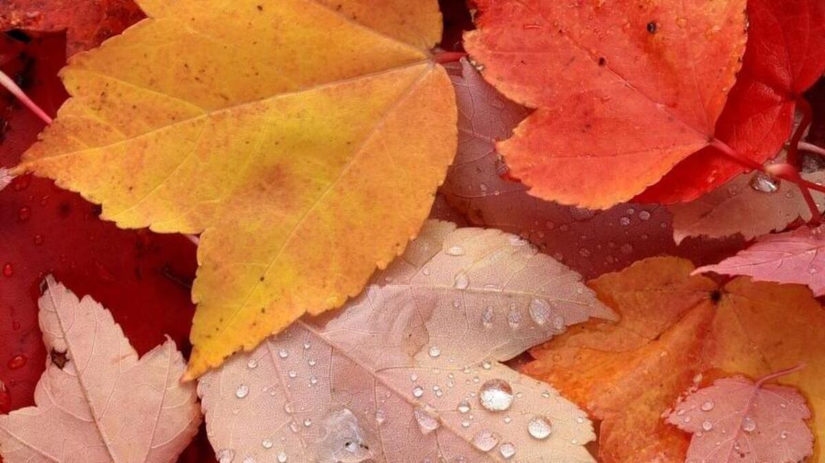 Fallen leaves and other material found on the forest floor can easily be turned into artwork by children.