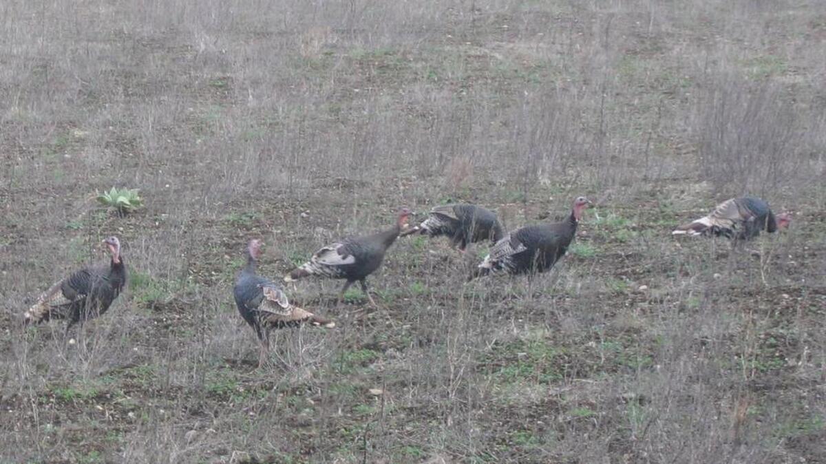 
A nearly $1.4 million federal grant will enable the state Department of Fish and Wildlife to provide public access on up to 10,000 acres of private turkey and deer hunting land in Northeast Washington and Klickitat County.
