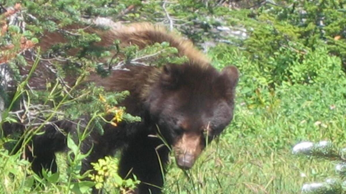 Hunters have until Feb. 28 to submit their permit applications for spring black bear hunts.