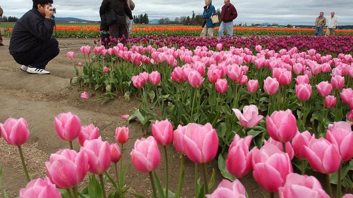 The Skagit Valley Tulip Festival celebrates the flower’s presence in Washington.