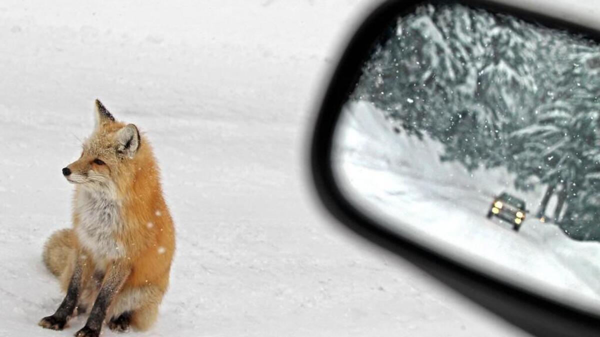 A hungry Fox looking for food at Mount Rainier National Park sits on the recently plowed road to Paradise in 2010 as heavy snow fell in the Cascades.