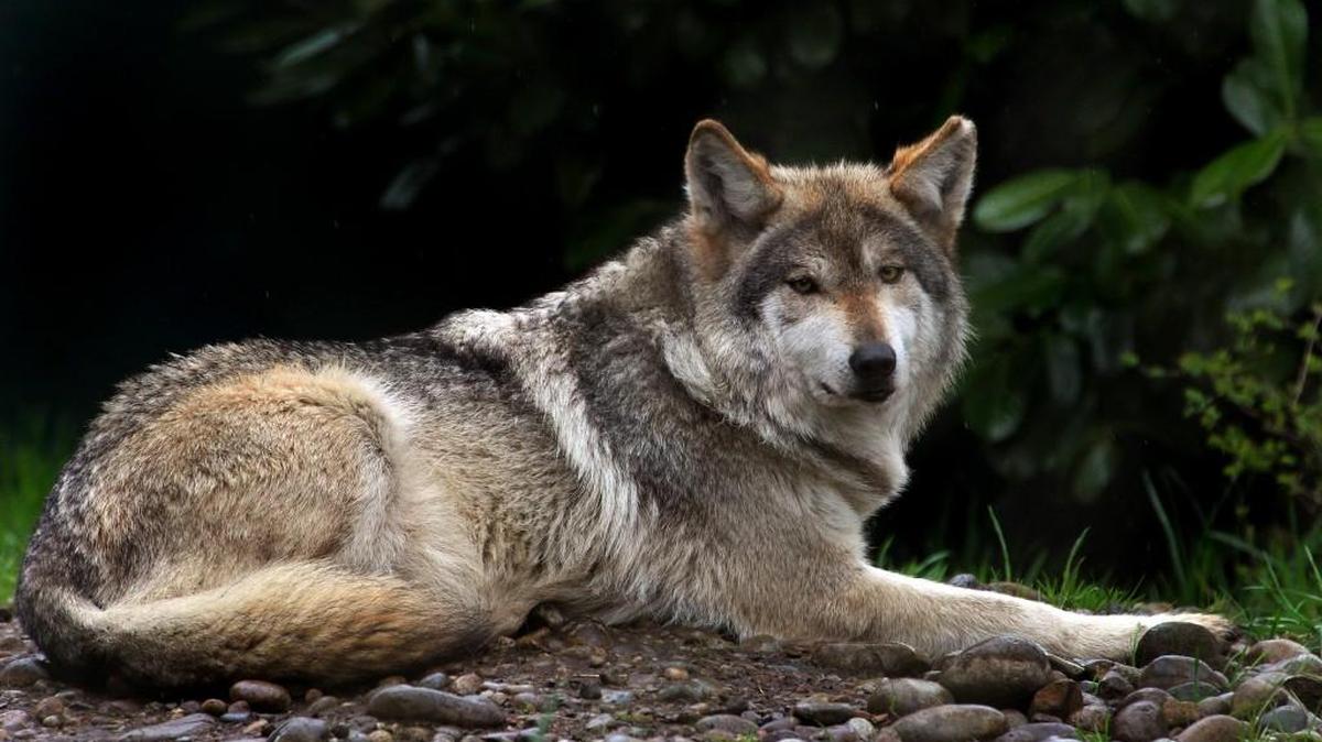 The status of wolf management in Washington and the efforts of Wolf Haven will be the topic of Thursday’s meeting of the Tahoma Audubon Society.