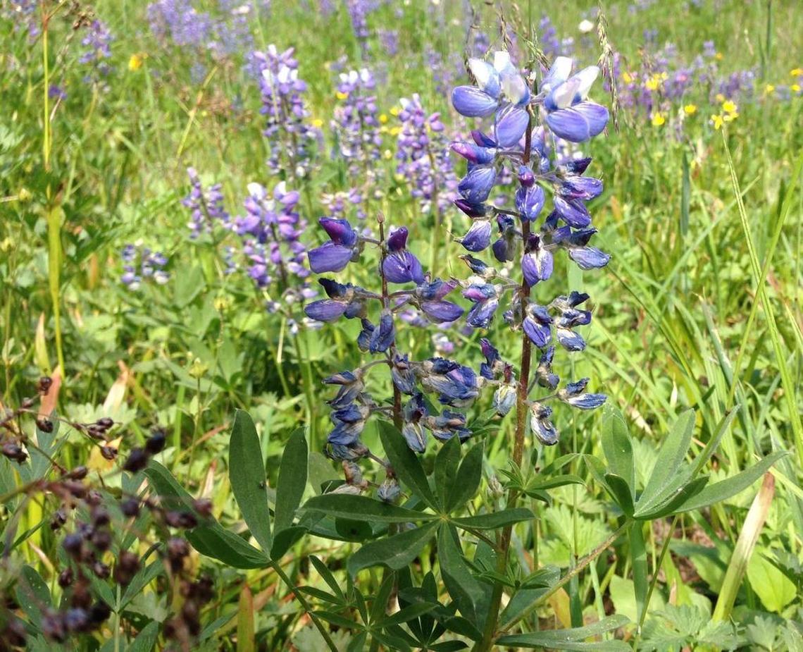 Wildflowers in the foothills. 