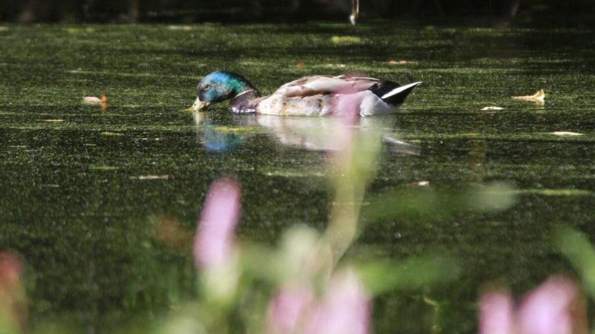 A mallard duck nibbles on vegetation on the surface of Lake Lois in Lacey.