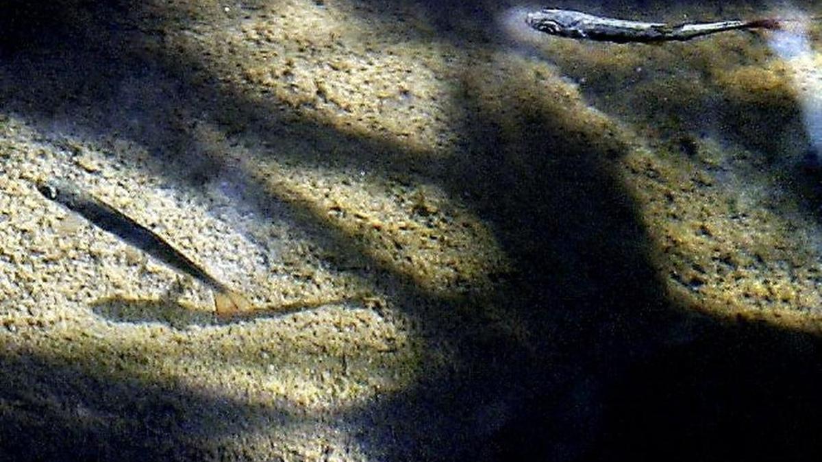Efforts to improve and protect habitat along the Nisqually River has lead to improved conditions for salmon fingerlings such as these, as well as steelhead. Those efforts are a major reason the river has been designated a wild steelhead gene bank, which will prevent future stocking of hatchery steelhead.