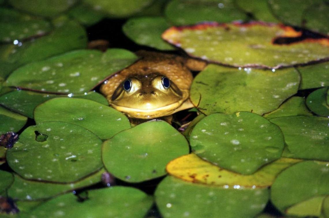 The American bullfrog is just one example of an invasive species found in Washington state.