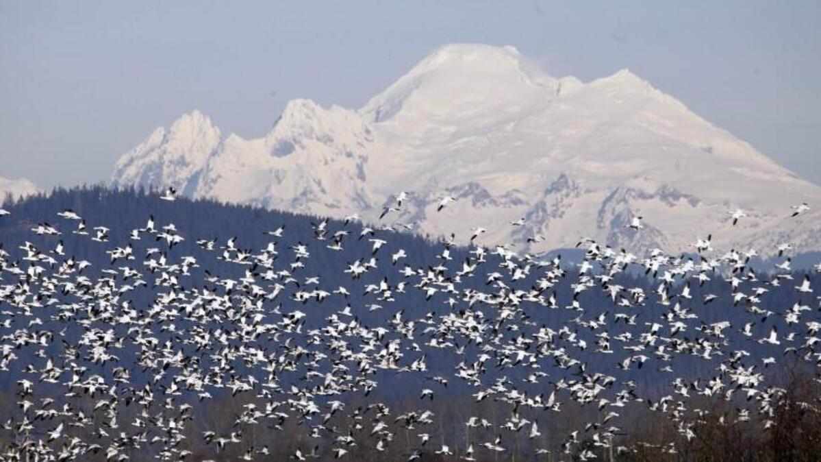 The Port Susan Snow Goose and Birding Festival will be Feb. 27-28.