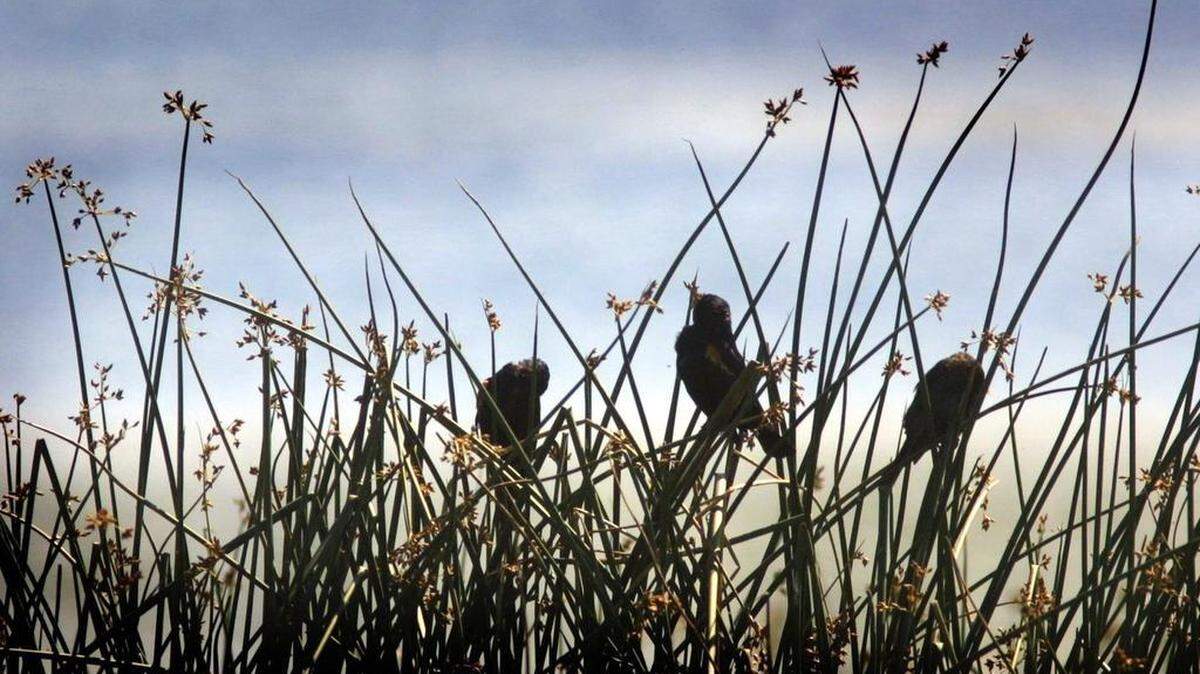 The Mary E. Theler Wetlands is the perfect place for a sea-level stroll during the winter.
