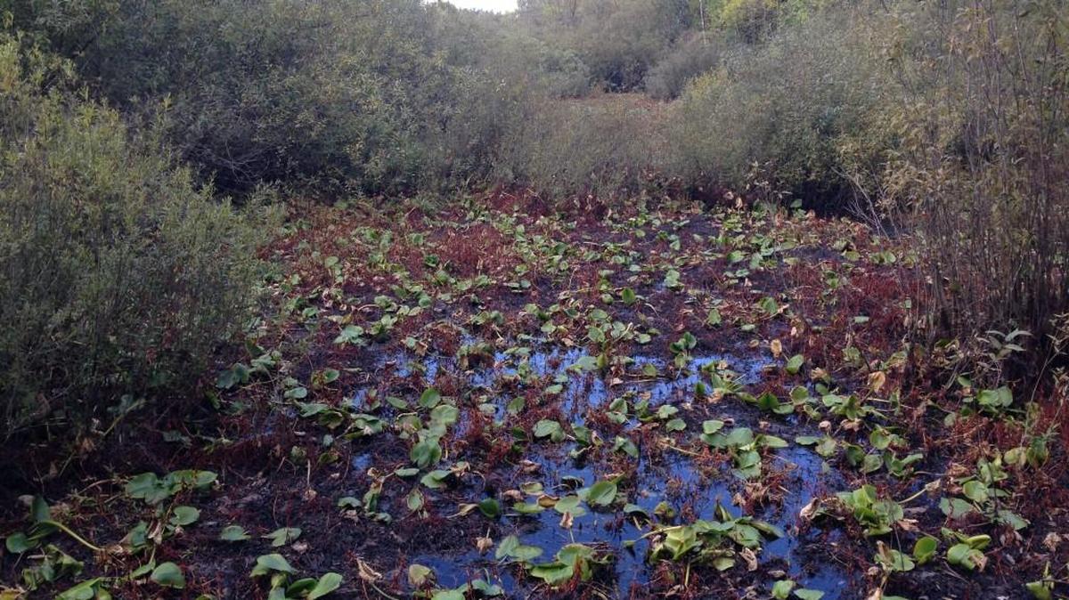 The Snake Lake watershed attracts waterfowl, while the trails are easily accessible for hikers.
