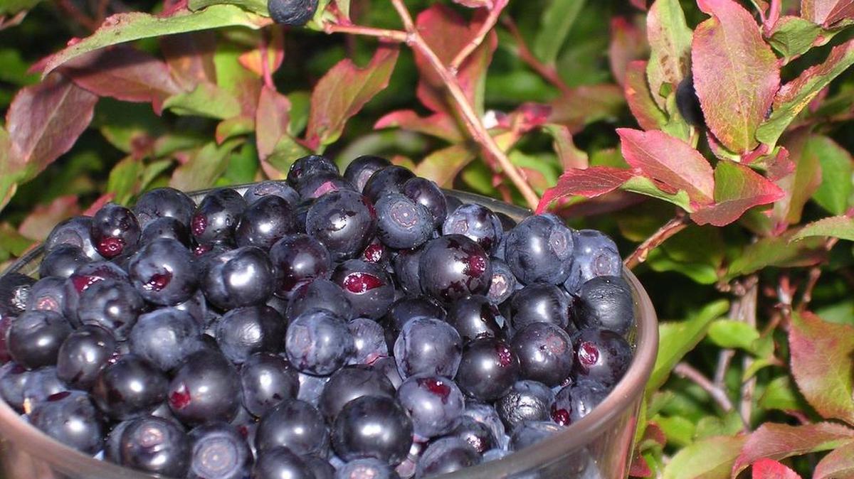 
Huckleberry season is in its prime in August and September. Start at lower elevations and then work higher as the season progresses.

