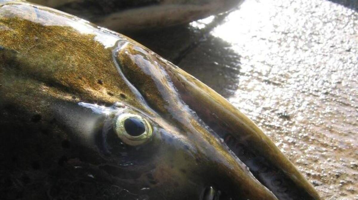 Marine Area 11 (Tacoma-Vashon Island) reopens Wednesday (Feb. 1) for salmon fishing.