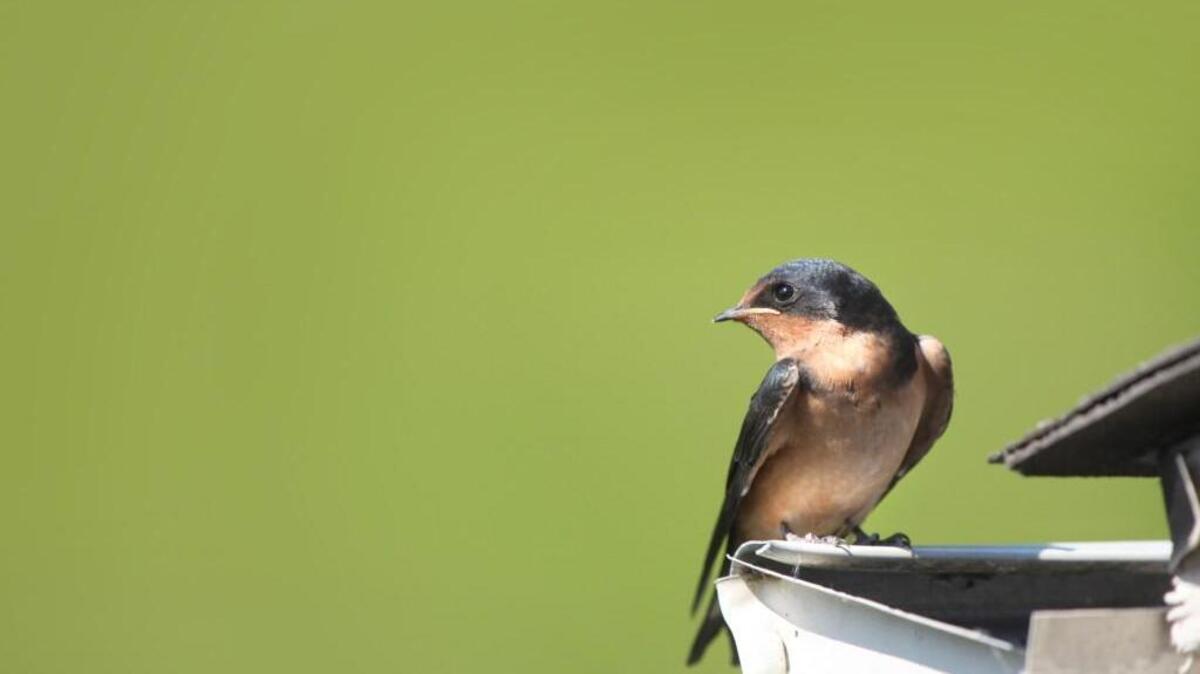 Historically, the tree swallow has always been the early bird.