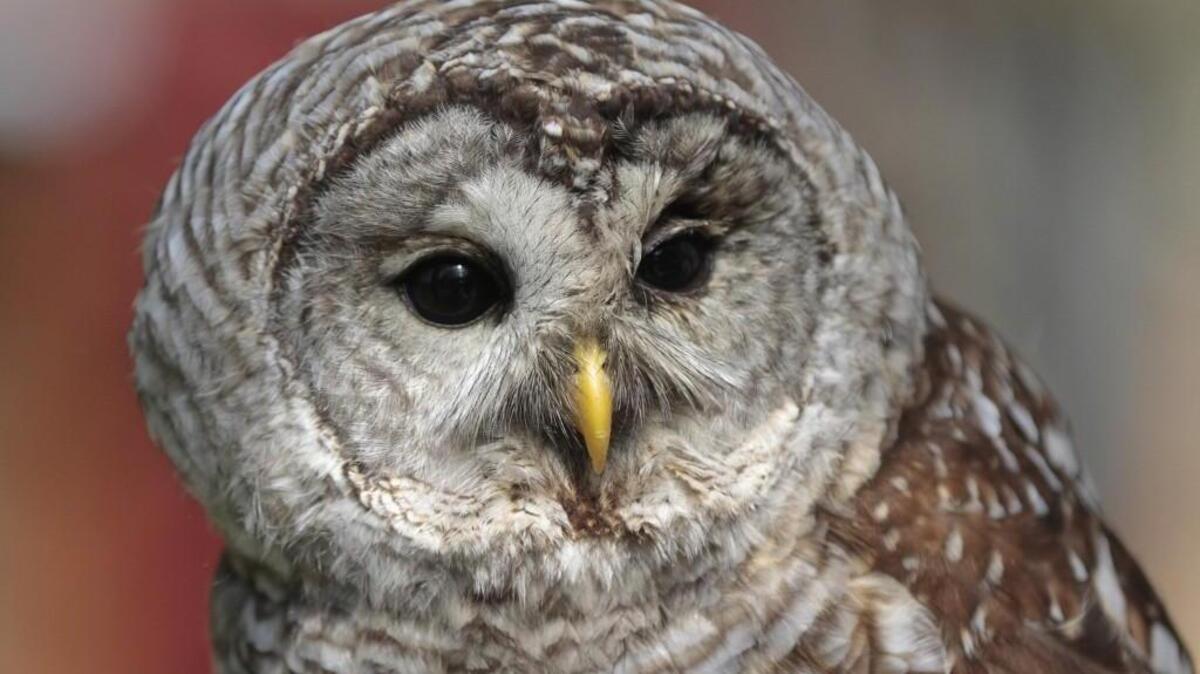 Owls of the Northwest will be the topic of an author talk by naturalist Leigh Calvez Tuesday night at the Tacoma Public Library main branch, 1102 Tacoma Ave. S., Tacoma