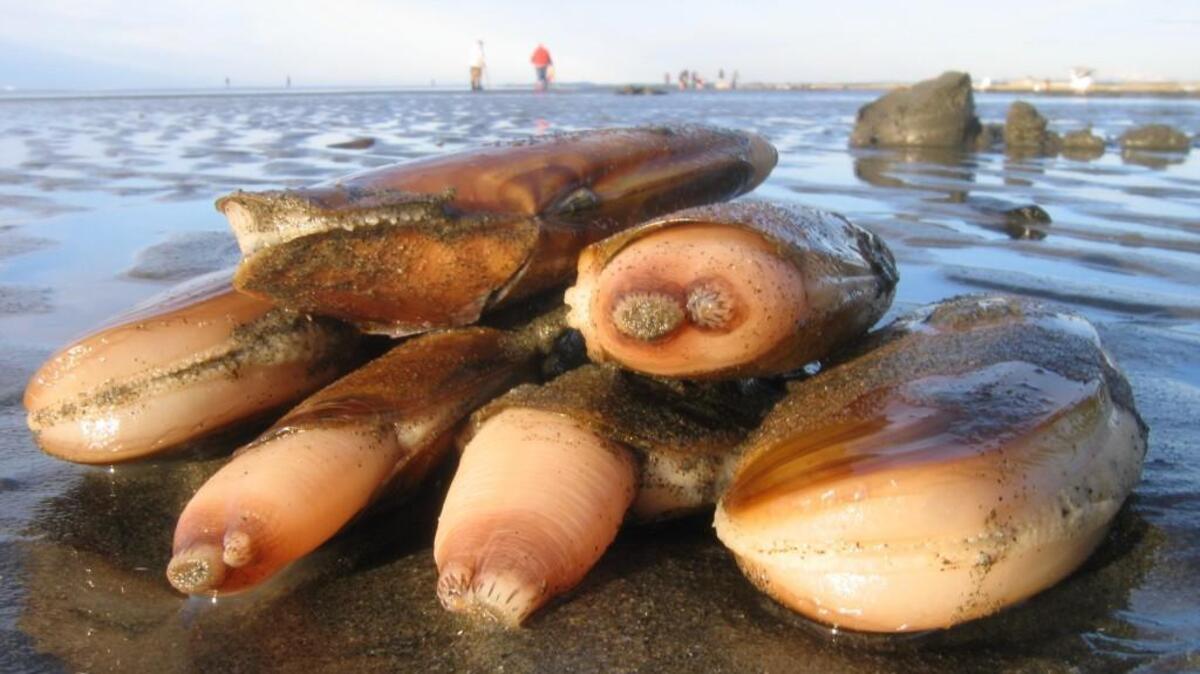 Long Beach will host the Long Beach Peninsula Razor Clam Festival April 29-30.