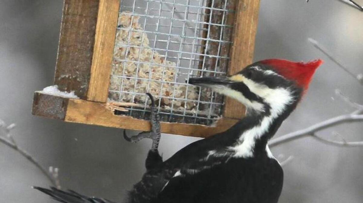 A pileated woodpecker clings to a suet feeder for a bite to eat. Depending on the habitat found in your neighborhood, chances are good one of these woodpeckers will visit your feeders.