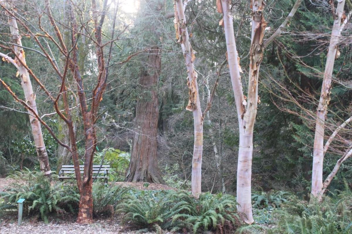 A grove of paperbark maples and Chinese red birch are backlit orange by early morning sun in the Winter Garden at the Washington Arboretum.
