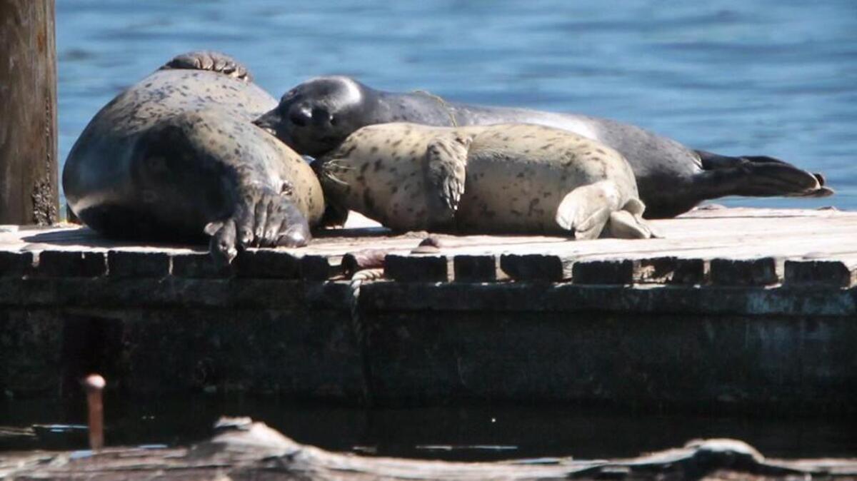 Two harbor seal pups nurse at the Henderson Bay haul-out site north of Olympia.