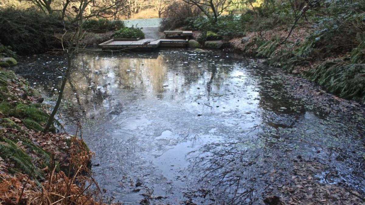 Winter freezes the pond in the Woodland Garden at the Washington Arboretum, Seattle.