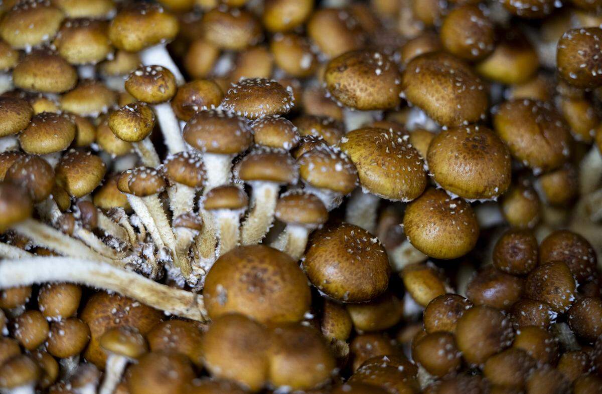 Chestnuts, also known as baby portobellos, are among the dozen or so varieties of fresh mushrooms grown from spawn cultured on-site, nourished by custom-blended substrate, and finally harvested at Adam’s Mushrooms farm in Key Peninsula.