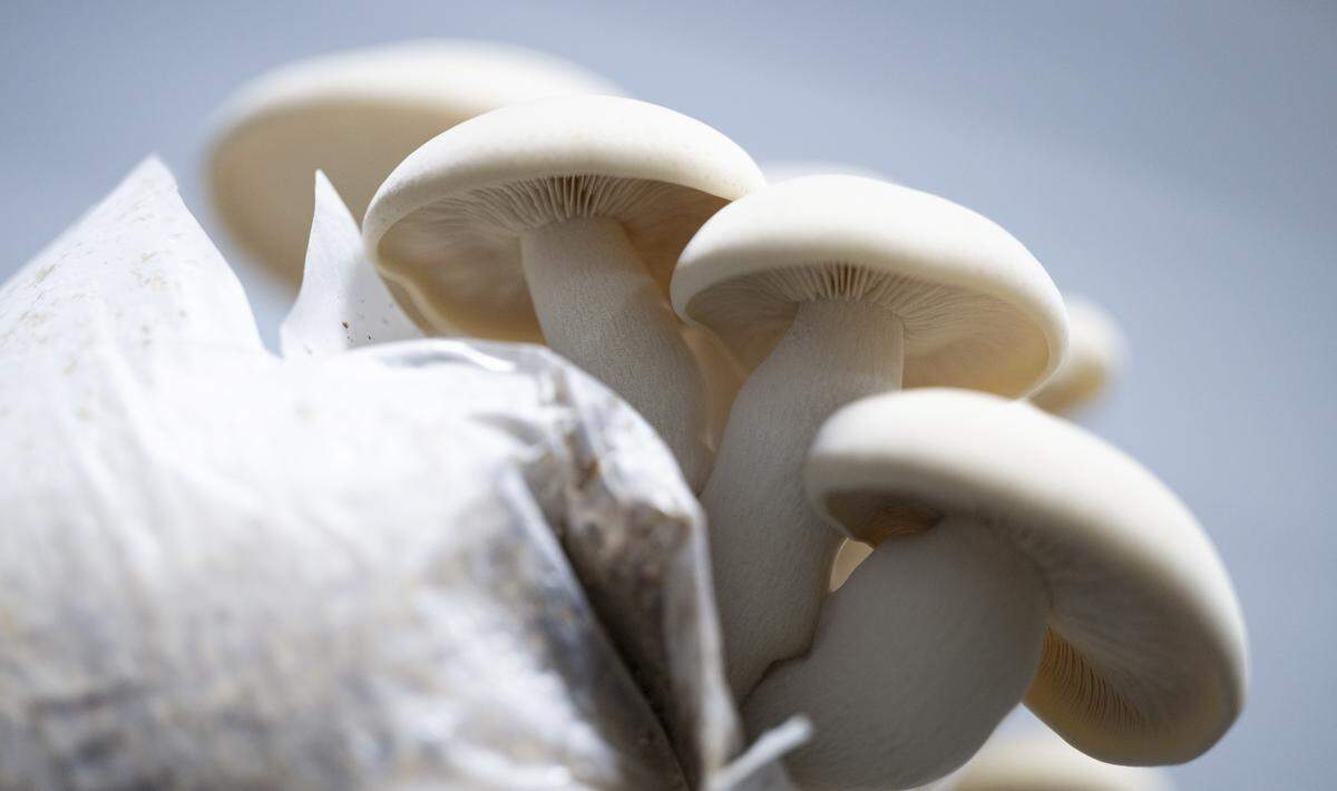“I want to produce absolute killer mushrooms from our own spawn,” said DeLeo. This particular beech mushroom was born of a strain native to the Olympic Peninsula, which DeLeo and his team cultured on the Key Peninsula farm.