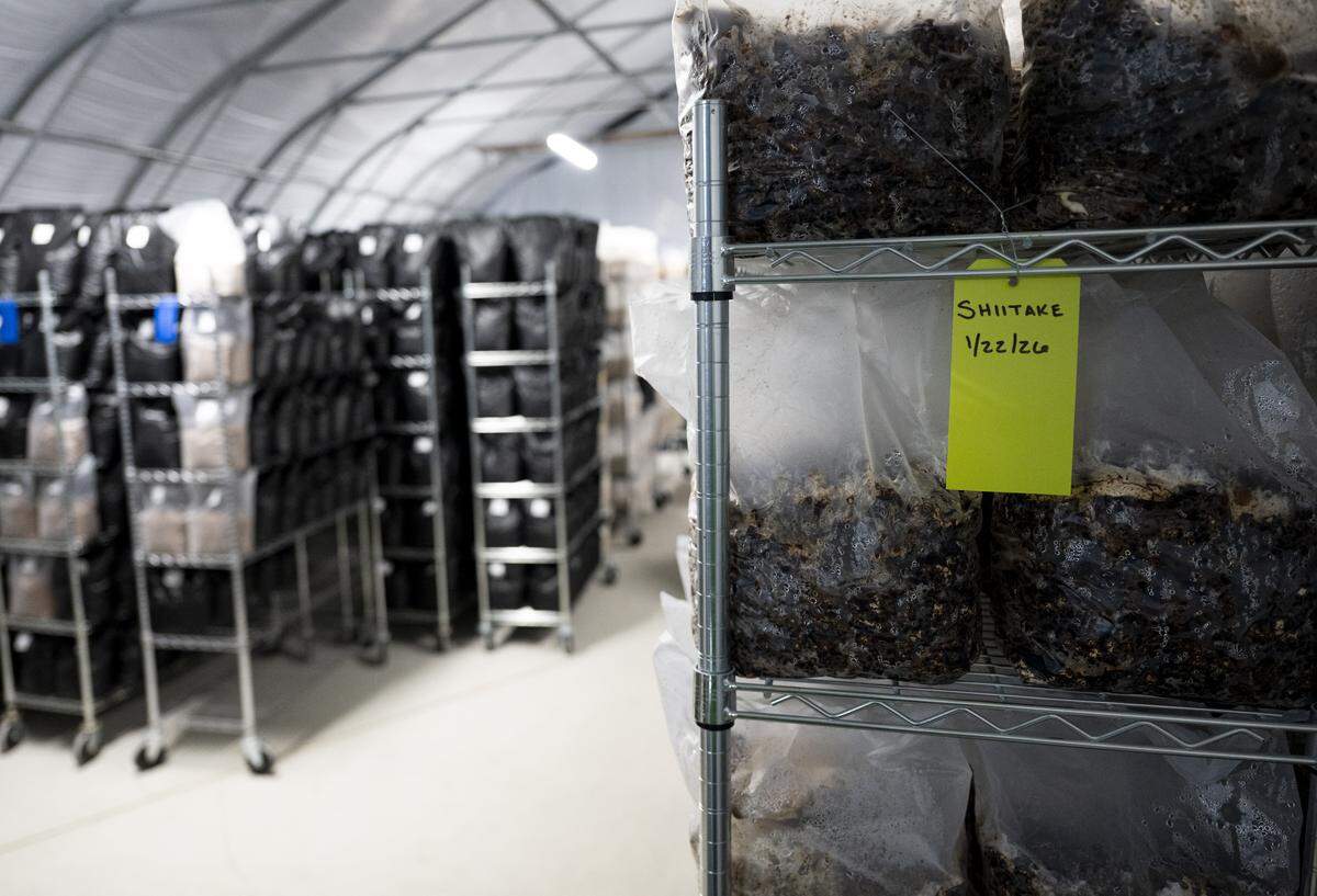 At this stage in the growing process, the mushrooms are busy sucking nutrients from the substrate, almost ready to be moved to the fruiting room, where the bag is torn open to allow the mushroom caps to emerge.