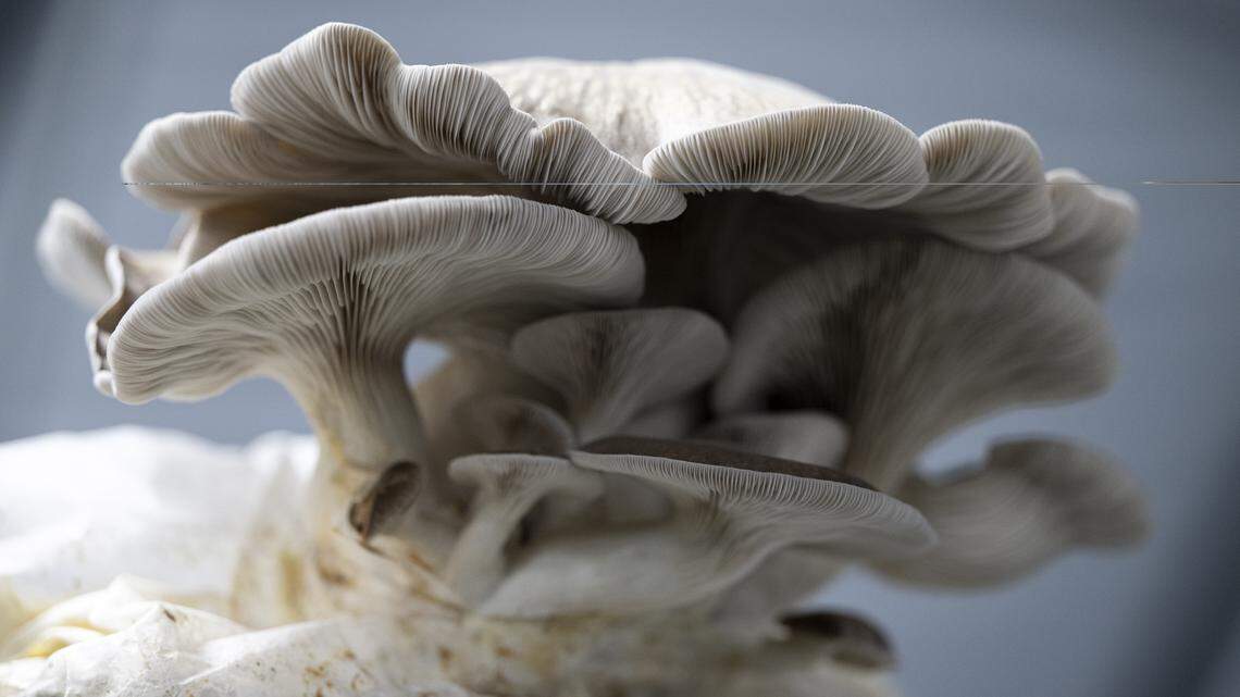 The PNW loves mushrooms. This KP farm grows thousands that end up on your plate