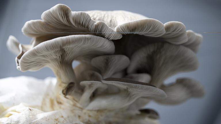 The PNW loves mushrooms. This KP farm grows thousands that end up on your plate